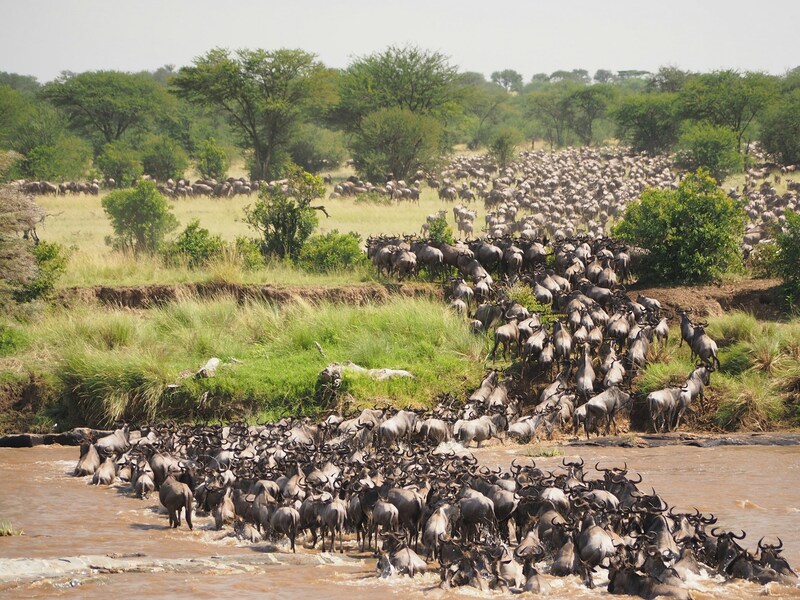 Serengeti: Miền đất hoang dã vĩnh cửu của Lục địa Đen 4