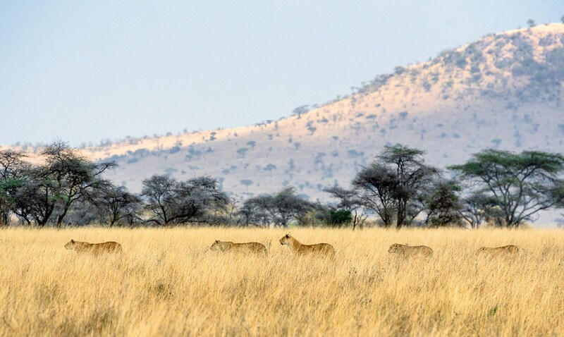 Serengeti: Miền đất hoang dã vĩnh cửu của Lục địa Đen 5