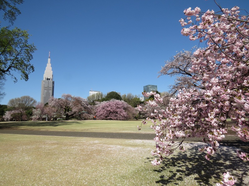 Vườn Quốc gia Shinjuku Gyoen màu sắc tương phản giữa Tokyo nhộn nhịp 2