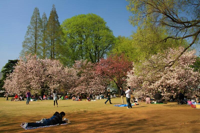Vườn Quốc gia Shinjuku Gyoen màu sắc tương phản giữa Tokyo nhộn nhịp 4