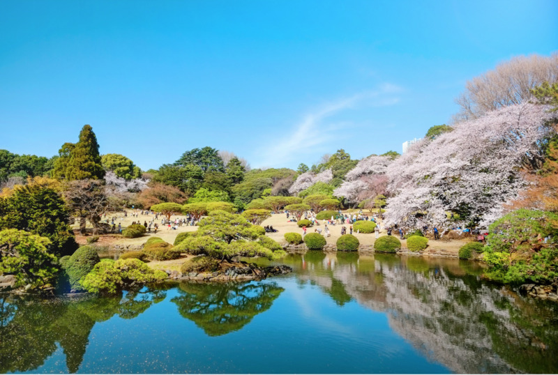 Vườn Quốc gia Shinjuku Gyoen màu sắc tương phản giữa Tokyo nhộn nhịp 6