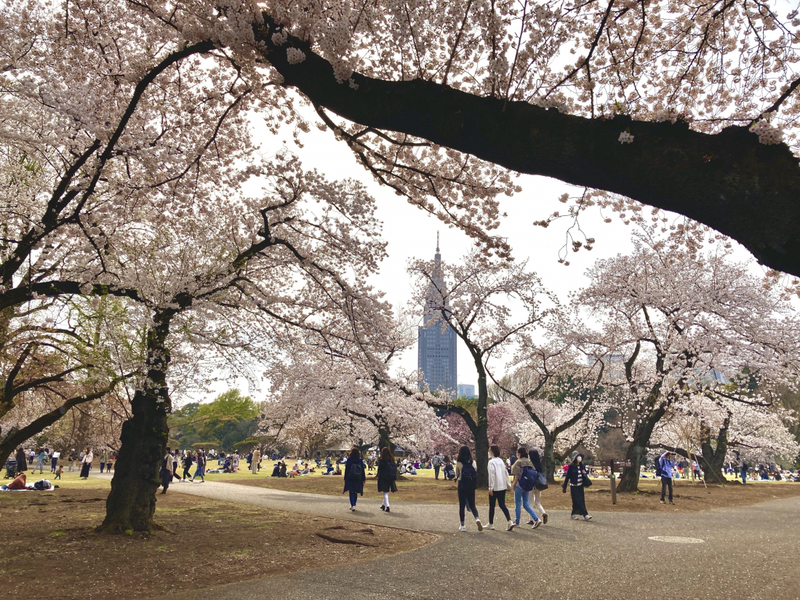 Vườn Quốc gia Shinjuku Gyoen màu sắc tương phản giữa Tokyo nhộn nhịp 8