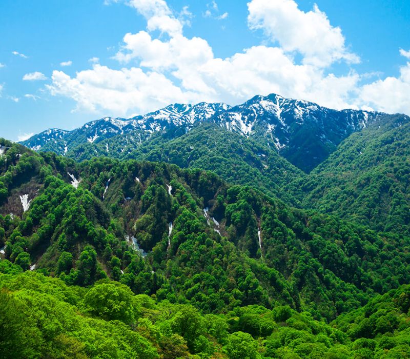 Đến Shirakami Sanchi khám phá kho báu xanh của Nhật Bản 2