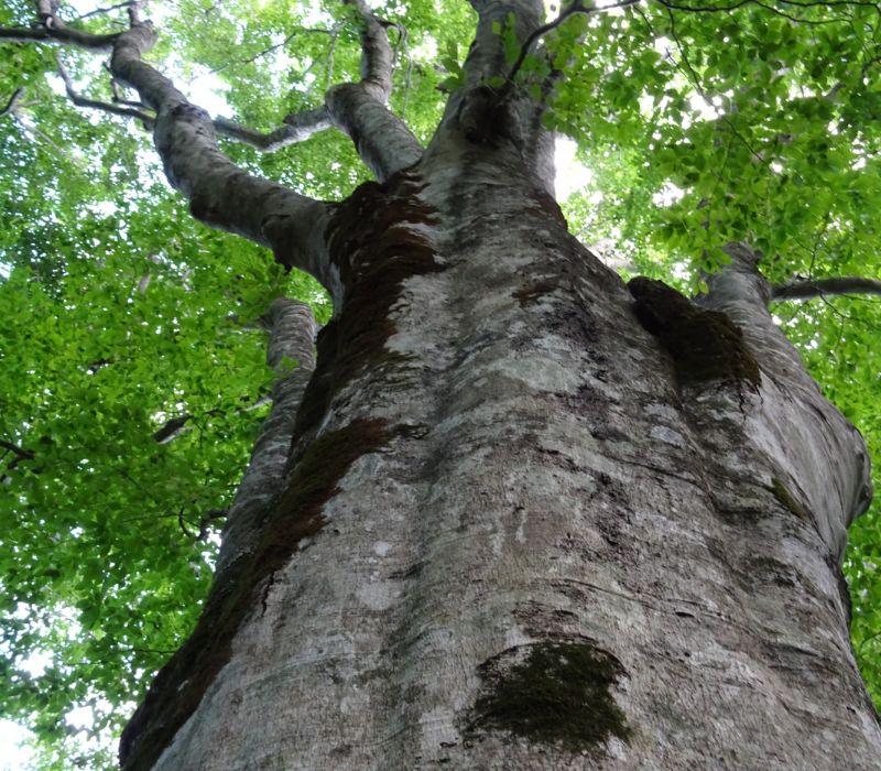 Đến Shirakami Sanchi khám phá kho báu xanh của Nhật Bản 6