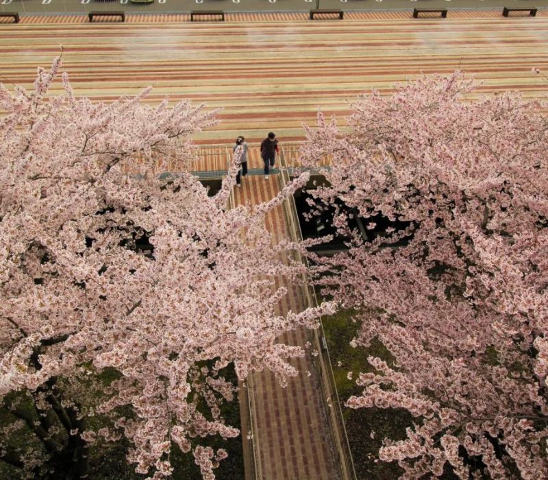 Đến Shirakami Sanchi khám phá kho báu xanh của Nhật Bản 8