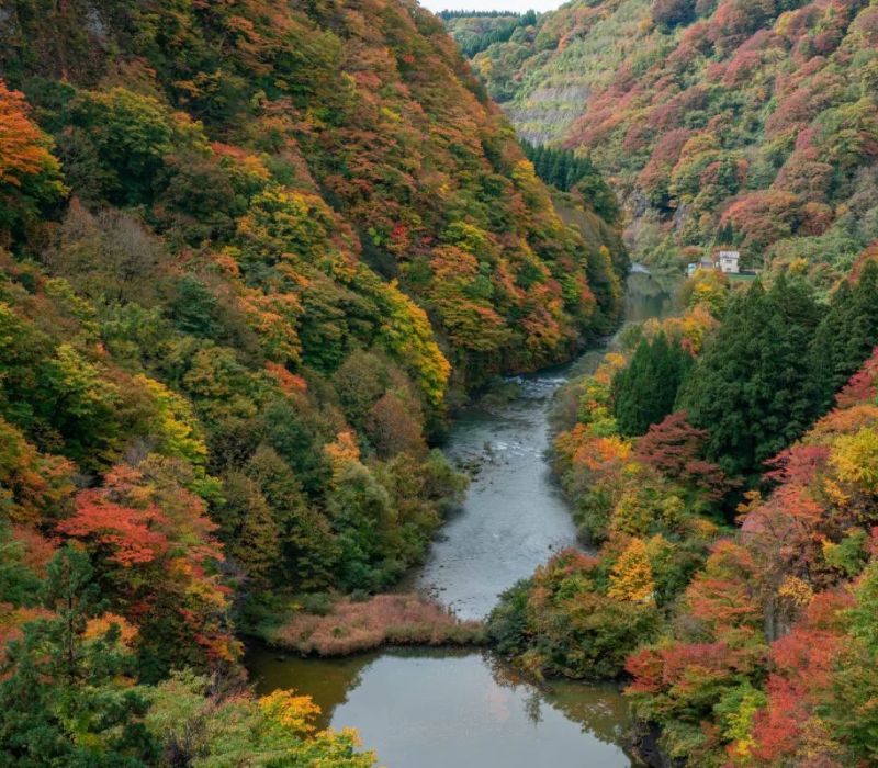 Đến Shirakami Sanchi khám phá kho báu xanh của Nhật Bản 9