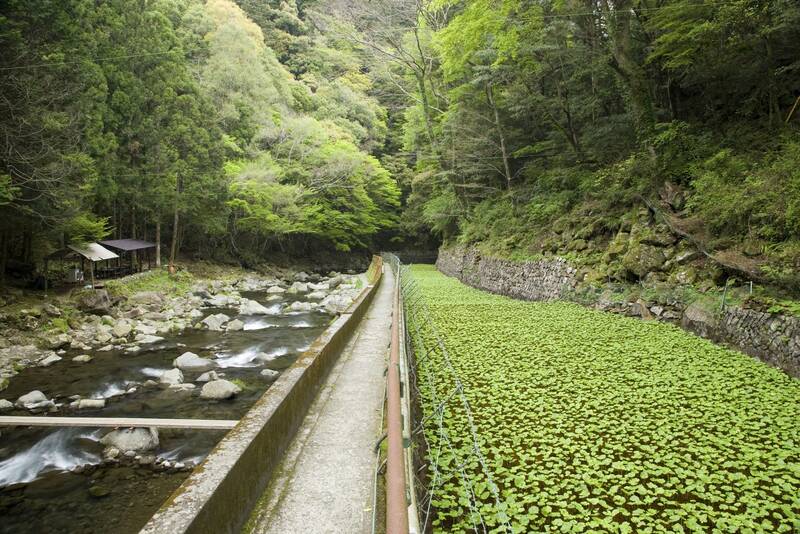 Shizuoka điểm đến hướng về núi Phú Sĩ linh thiêng của Nhật Bản 3