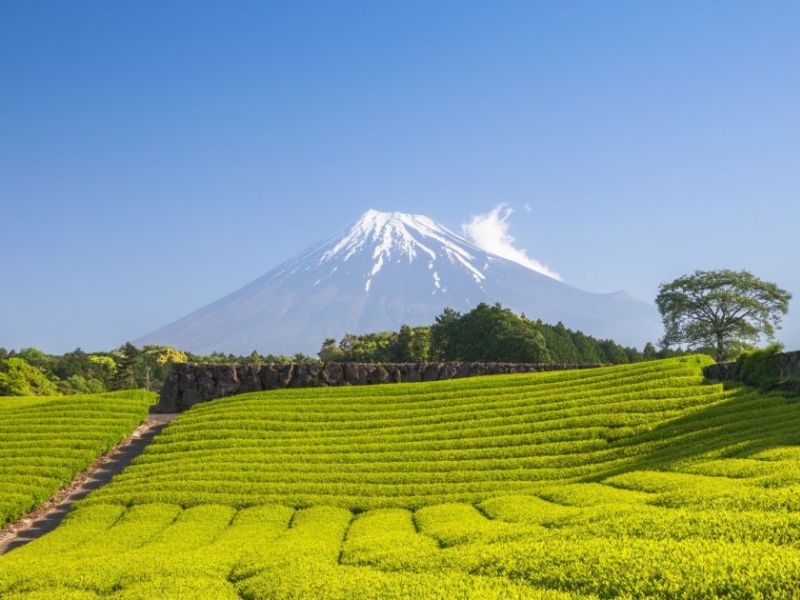 Kinh nghiệm du lịch Shizuoka: Top 10 điểm đến nổi tiếng không thể bỏ lỡ 8