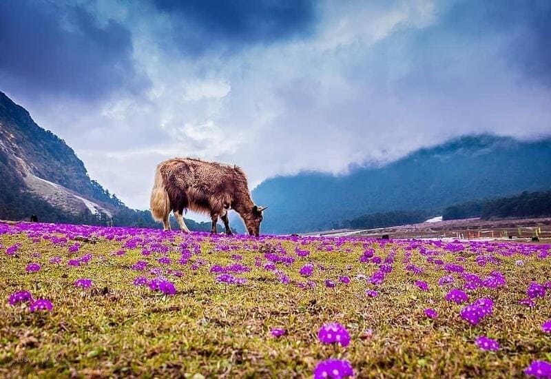 Sikkim viên ngọc ẩn bên những tu viện linh thiêng của Ấn Độ 11