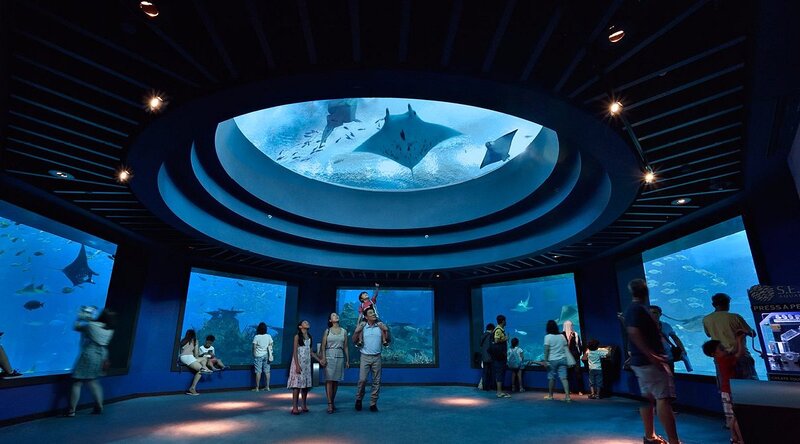 Cẩm nang khám phá Singapore Oceanarium đại dương thu nhỏ 2026 3