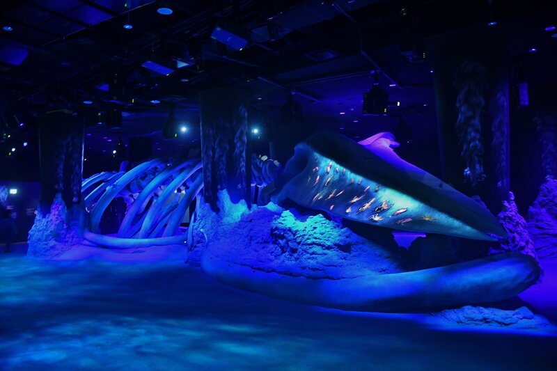 Cẩm nang khám phá Singapore Oceanarium đại dương thu nhỏ 2026 18