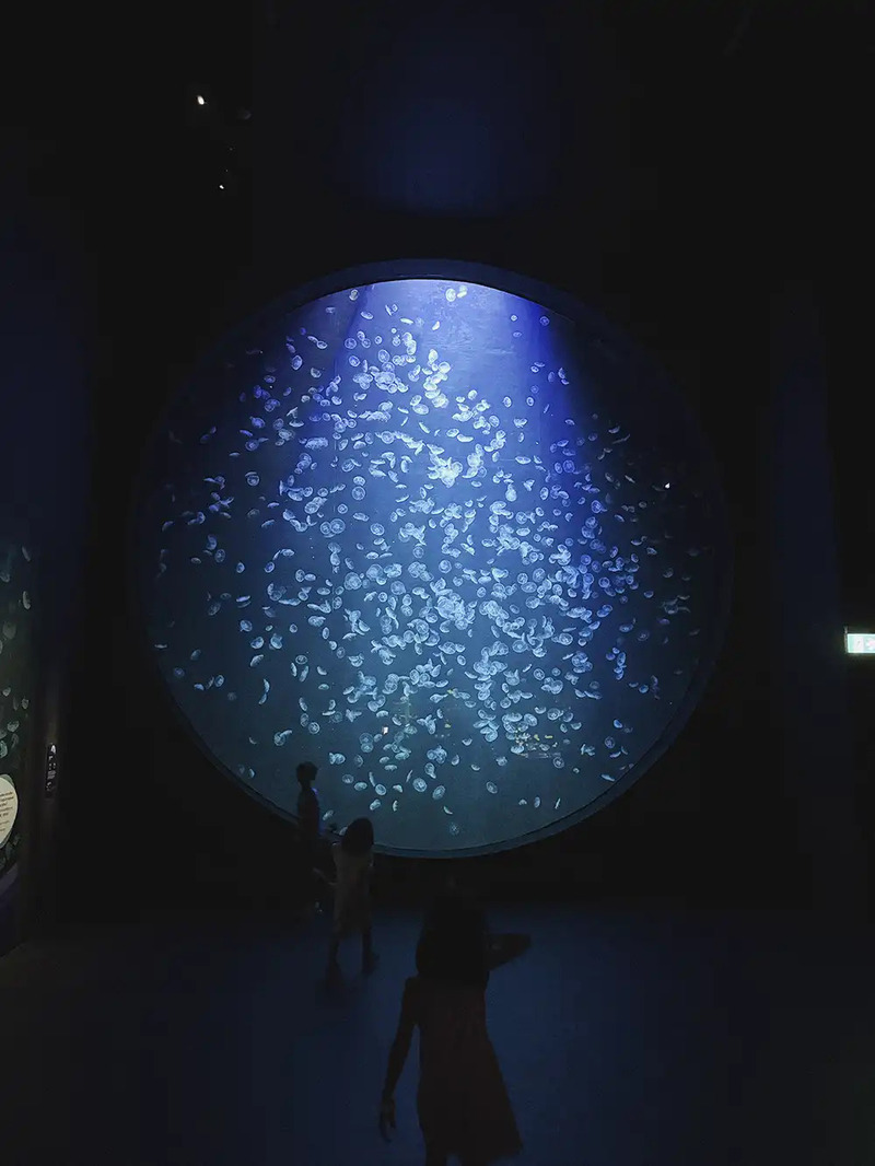Cẩm nang khám phá Singapore Oceanarium đại dương thu nhỏ 2026 6
