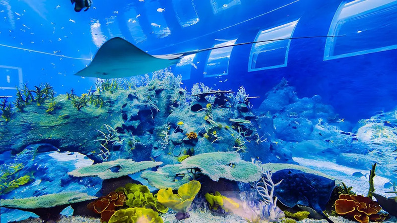 Cẩm nang khám phá Singapore Oceanarium đại dương thu nhỏ 2026 12