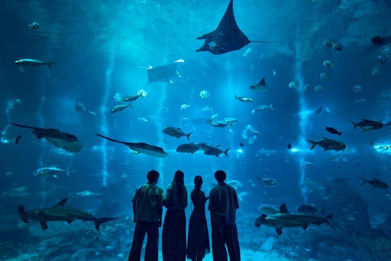Cẩm nang khám phá Singapore Oceanarium đại dương thu nhỏ 2026 14