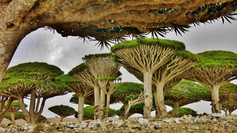 Đảo Socotra Yemen biệt lập với khung cảnh thiên nhiên như ở thế giới khác 2