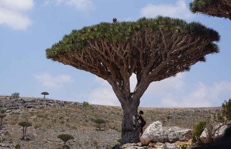 Đảo Socotra Yemen biệt lập với khung cảnh thiên nhiên như ở thế giới khác 11