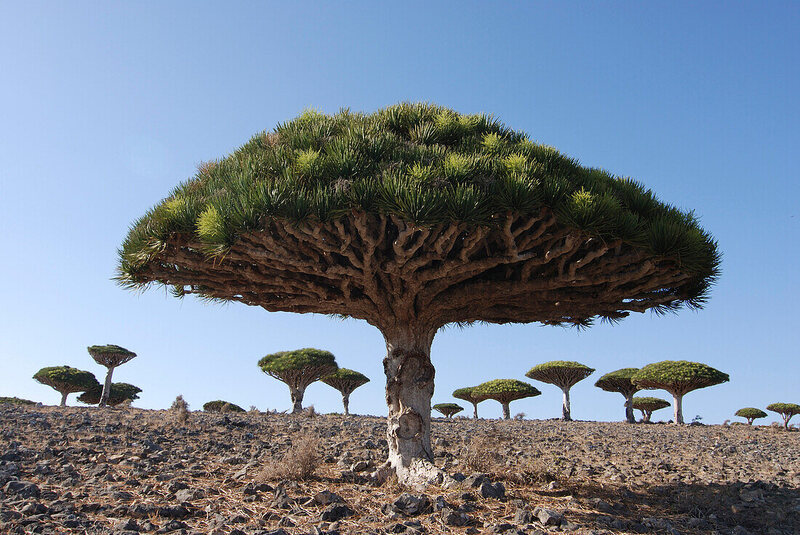 Đảo Socotra Yemen biệt lập với khung cảnh thiên nhiên như ở thế giới khác 12