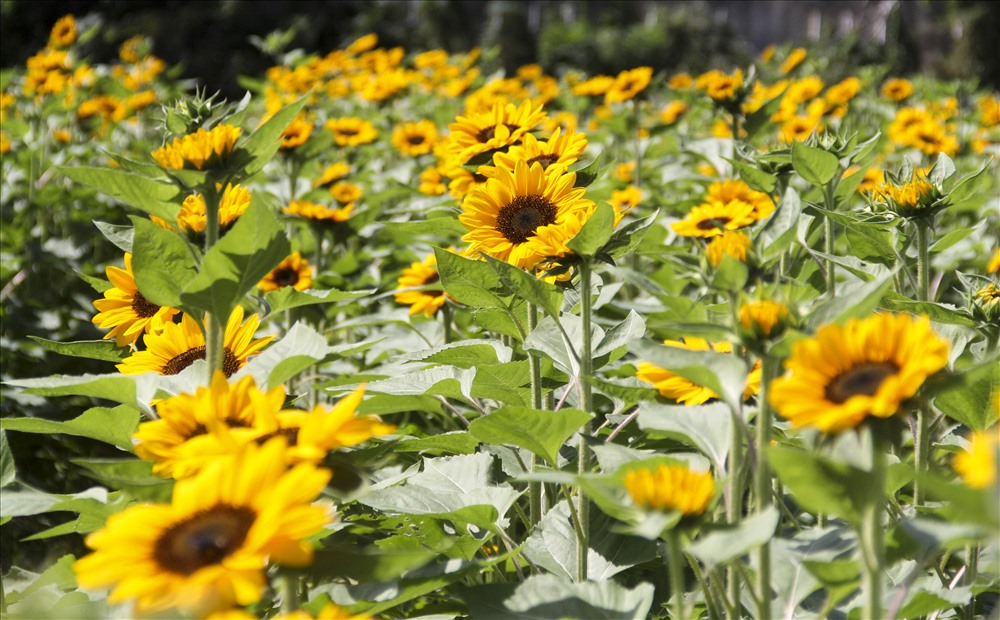 Sun Flower Farm cánh đồng hoa hướng dương bất tận tại Bình Phước 3