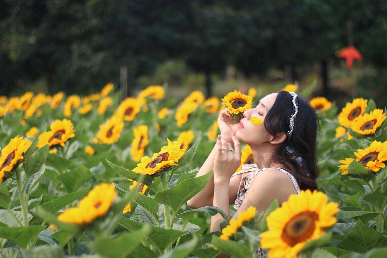 Sun Flower Farm cánh đồng hoa hướng dương bất tận tại Bình Phước 5