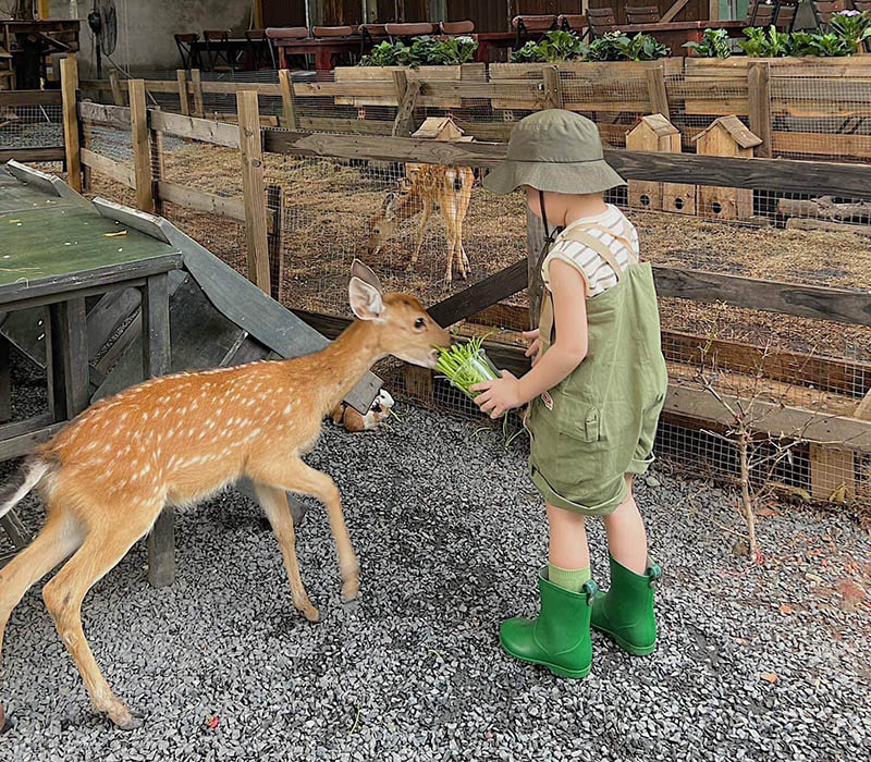 Khám phá Sunny Farm, nông trại xanh mướt giữa lòng thành phố 14