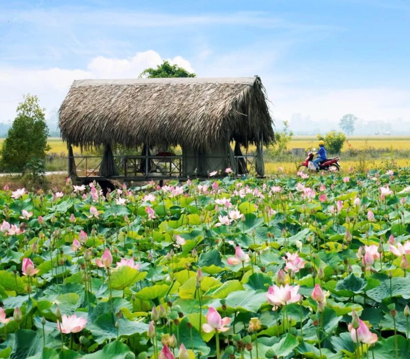 Tam Nông Đồng Tháp: Kinh nghiệm du lịch trải nghiệm vùng đất Sen Hồng 5