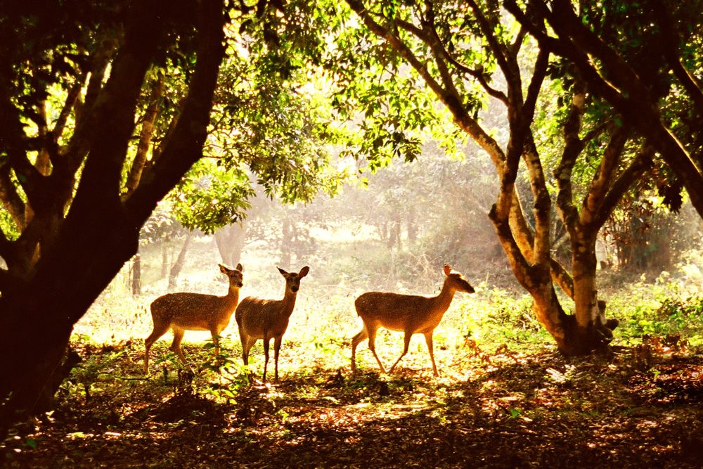 Tận hưởng cảnh sắc thiên nhiên và động vật hoang dã ở Vườn quốc gia Cúc Phương - Ninh Bình 2