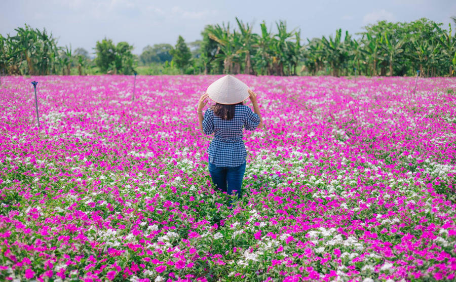 Tất tần tật về kinh nghiệm check in cánh đồng hoa dừa cạn tỉnh An Giang 3