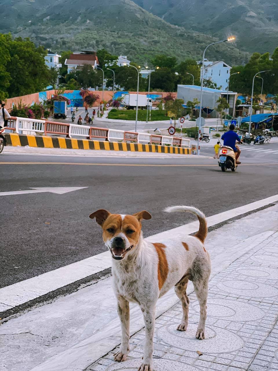 Thả hồn theo con dốc mộng mơ ở Nha Trang - Địa điểm check-in mới toanh qua bộ ảnh của Cường Quốc Phạm 13