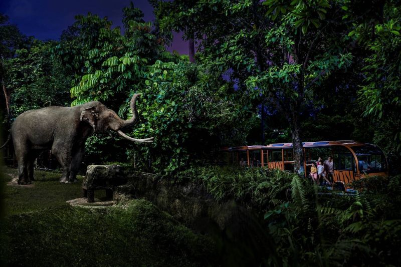 Tham quan Night Safari vườn thú đêm đầu tiên trên thế giới 4