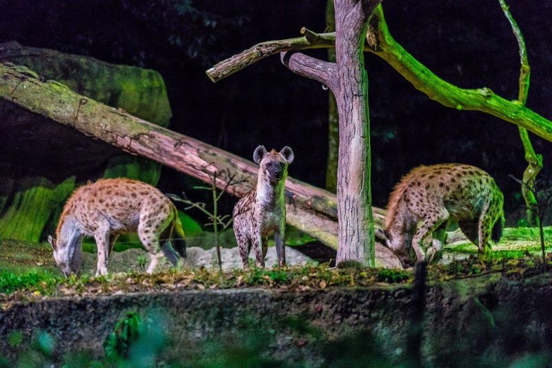 Tham quan Night Safari vườn thú đêm đầu tiên trên thế giới 5