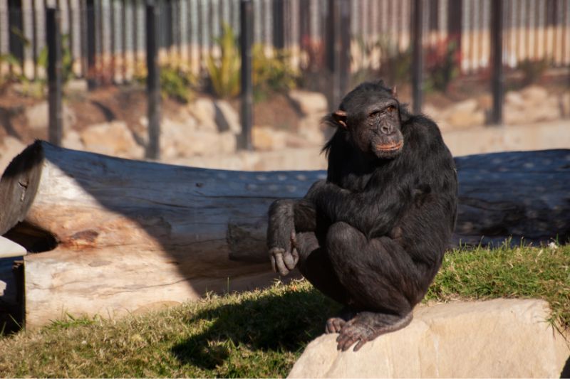 Sydney Zoo, ngôi nhà xanh yên bình của hơn 4000 loài động vật 7