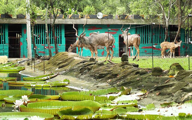 Thư giãn tại vườn thú Đại Nam khám phá thiên nhiên hoang dã 3