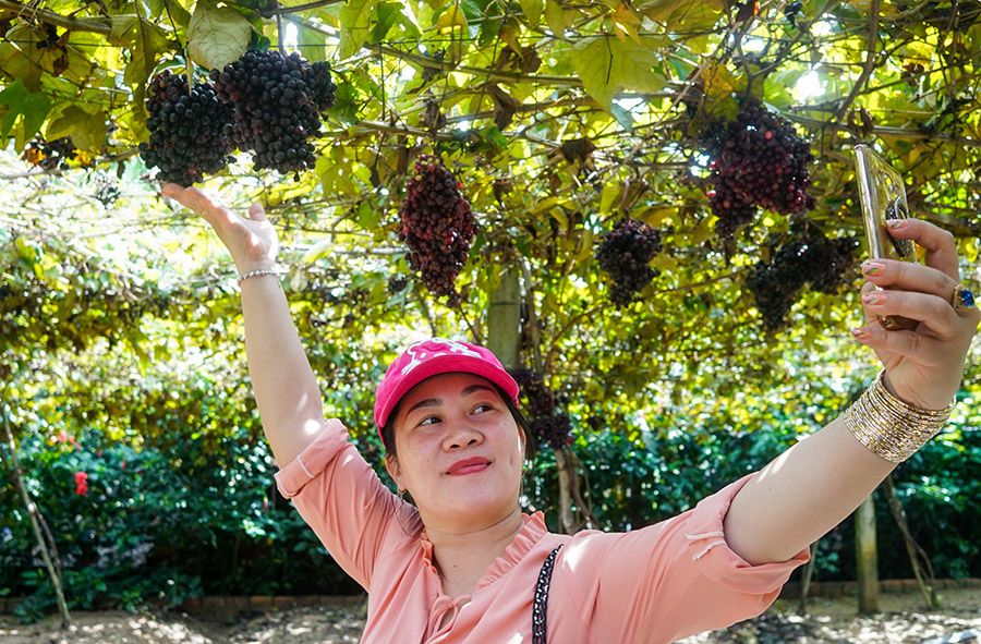 Thăm vườn cây nho rừng Tây Ninh chiêm ngưỡng loại quả dại trứ danh 9