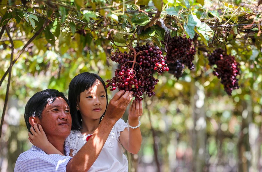 Thăm vườn cây nho rừng Tây Ninh chiêm ngưỡng loại quả dại trứ danh 10