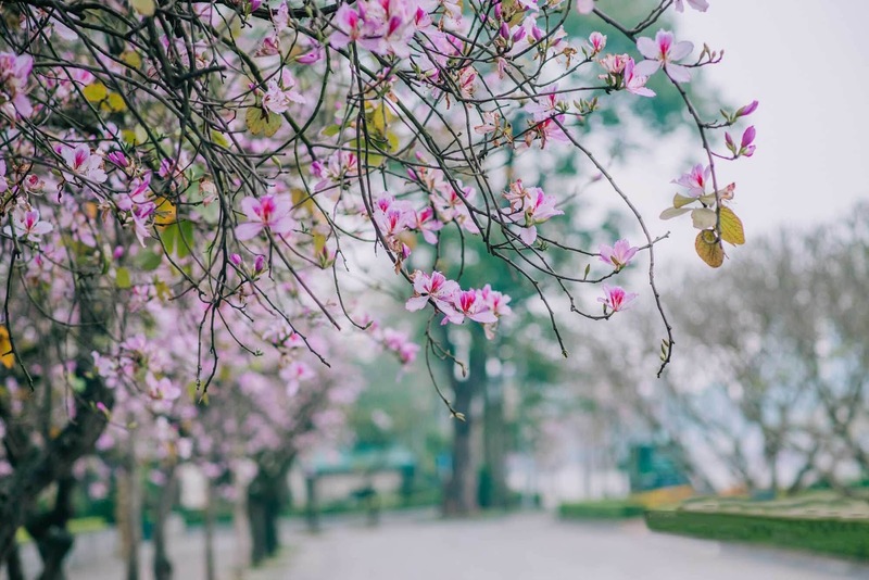 Tháng 3 nên đi du lịch ở đâu? 23 điểm đến đẹp nhất trong và ngoài nước 12
