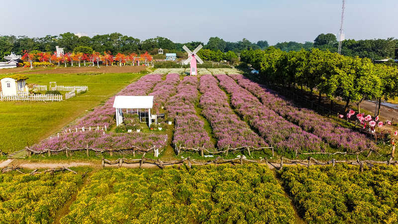 Thảo nguyên hoa Long Biên, không gian rực rỡ ngát hương tại Hà Nội 7