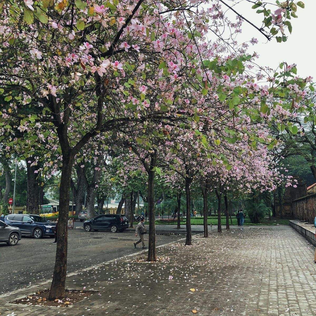 Review Hà Nội, tháng ba nơi đó có mùa hoa ban nở 2