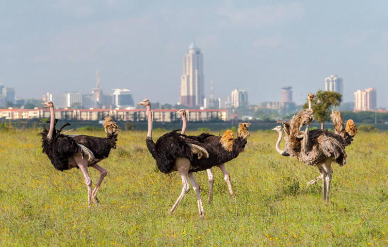 Đến thủ đô Nairobi và đắm chìm vào thiên nhiên hoang dã 11
