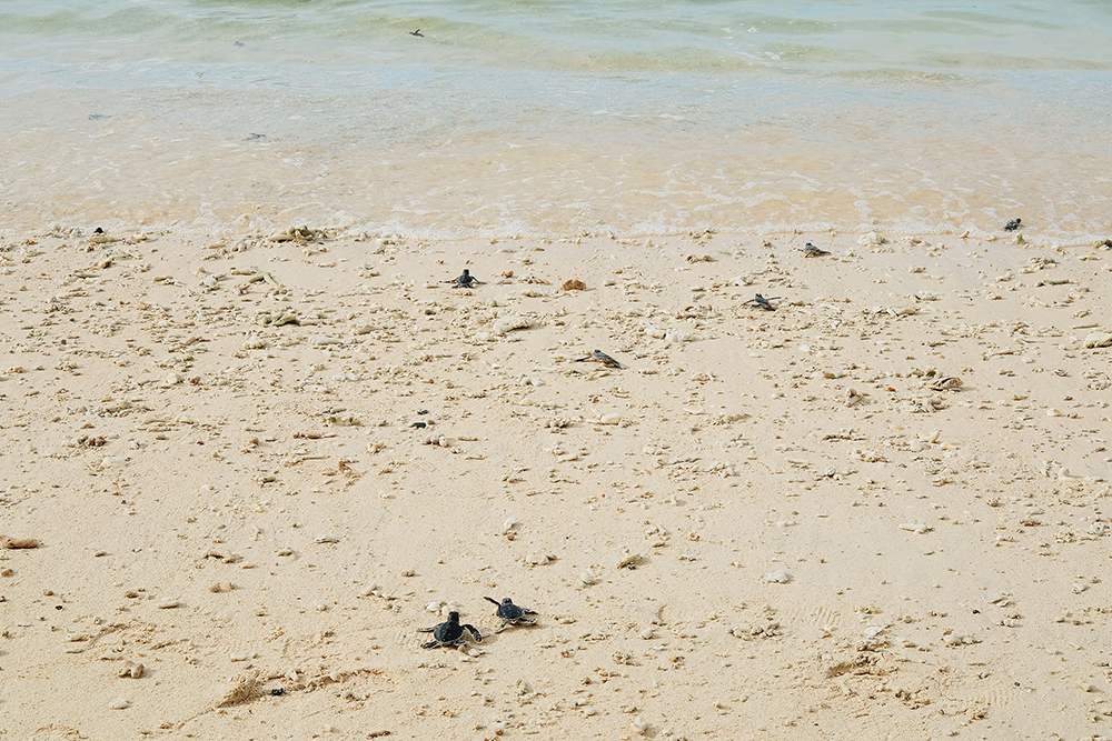 Thú vị hành trình thả rùa con ở Côn Đảo của Mavis Vi Vu Ký 6