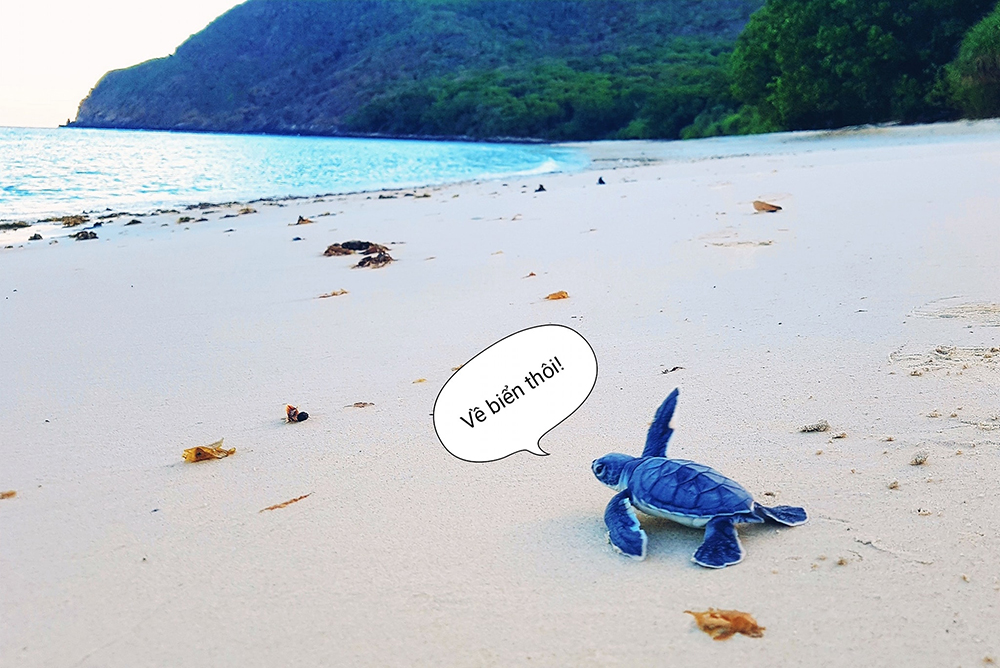 Thú vị hành trình thả rùa con ở Côn Đảo của Mavis Vi Vu Ký 2