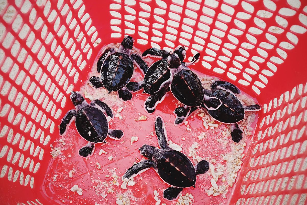 Thú vị hành trình thả rùa con ở Côn Đảo của Mavis Vi Vu Ký 5