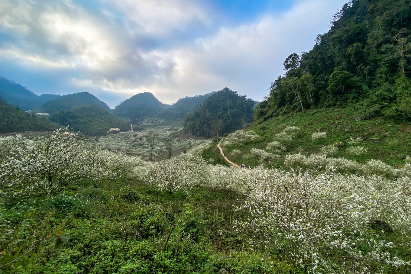 Thung lũng mận Mu Nấu - Khám phá rừng hoa mận tại cao nguyên Mộc Châu 3