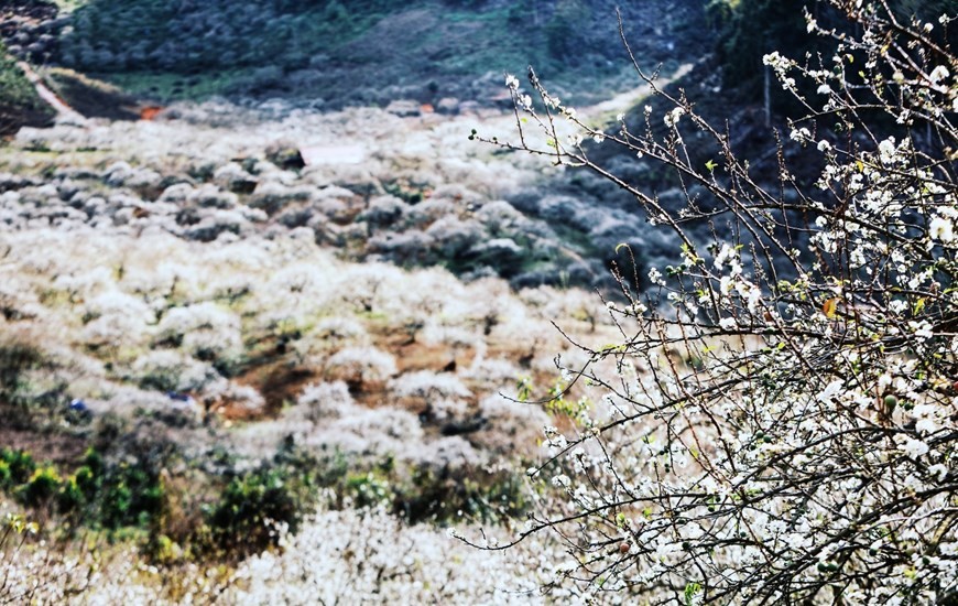 Thung lũng mận Mu Nấu - Khám phá rừng hoa mận tại cao nguyên Mộc Châu 4