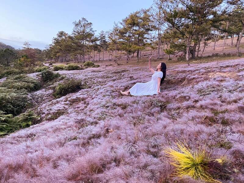 Thung lũng Vàng đầy thơ mộng tại cao nguyên Lâm Viên 8