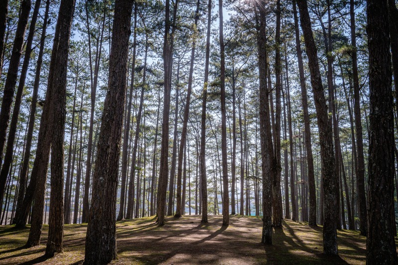 Thung lũng Vàng đầy thơ mộng tại cao nguyên Lâm Viên 7