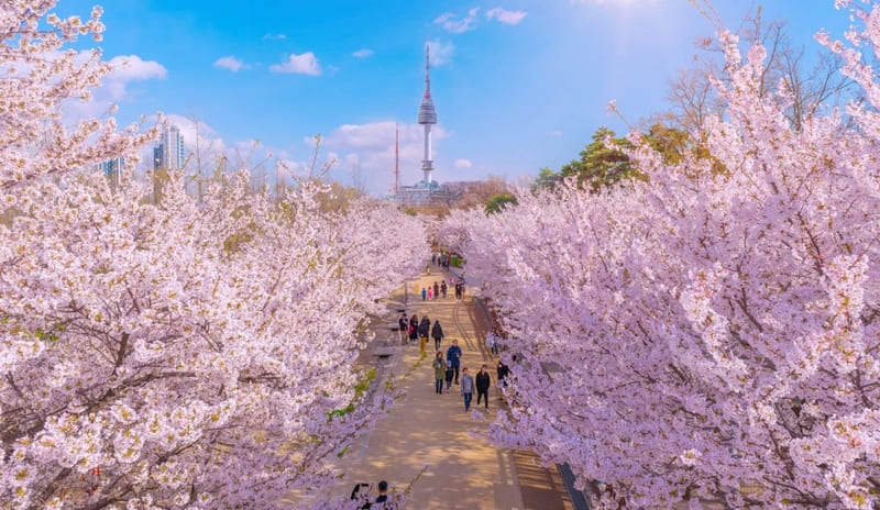 Thưởng ngoạn công viên Yeouido lãng mạn giữa lòng Seoul 2