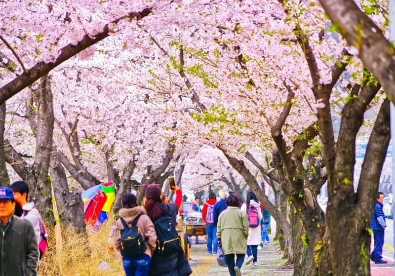 Thưởng ngoạn công viên Yeouido lãng mạn giữa lòng Seoul 3