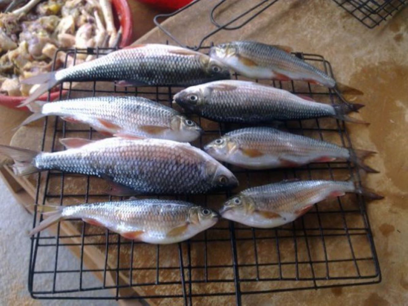 Thưởng thức Cá Niêng đặc sản của người dân huyện Đăk Glei, Kon Tum 2