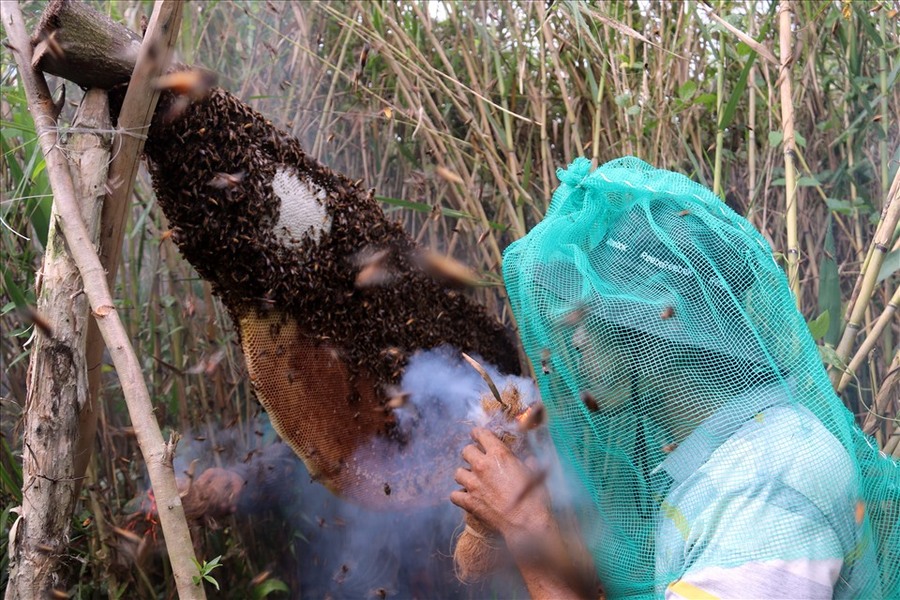 Thưởng thức Mật ong rừng U Minh, vị ngọt của miền cực Nam Tổ quốc 4