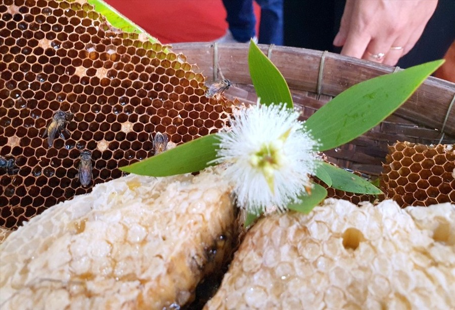 Thưởng thức Mật ong rừng U Minh, vị ngọt của miền cực Nam Tổ quốc 3